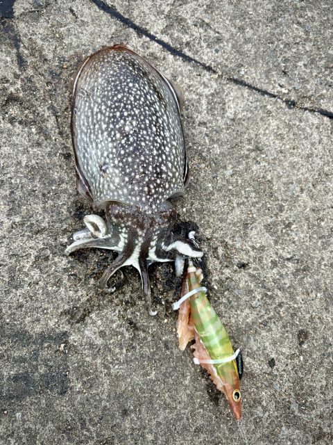 岩の上に置いたシリヤケイカと緑のエギ