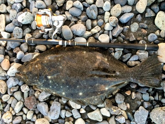 玉砂利の浜に置かれたヒラメとサーフロッド、スピニングリール