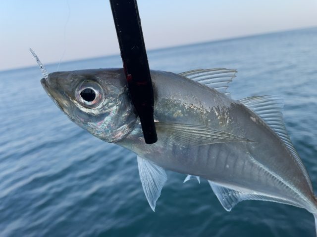 海の上でロッドの先に吊るしたアジ
