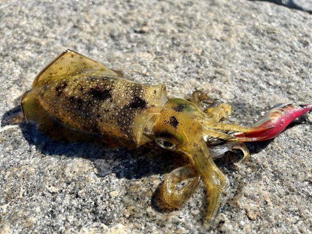 日の当たる岩の上で、ピンクのエギを腕で抱いたままのアオリイカ