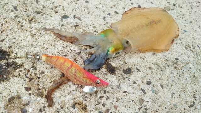 堤防のコンクリートに置いたアオリイカと、オレンジにピンクの頭のエギ