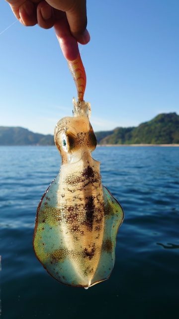 エギに掛かったアオリイカを海の上で指でつまんでぶら下げたところ