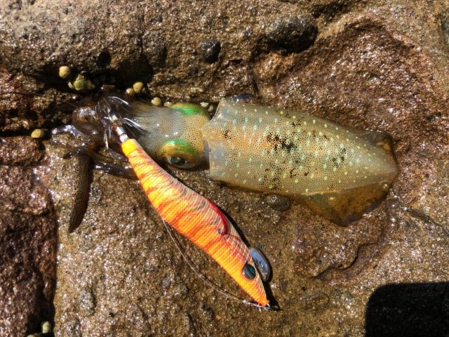 磯の岩の上に置いたアオリイカとオレンジのエギ