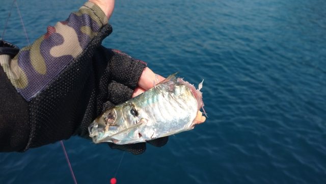 迷彩柄の釣り手袋をはめた手で持ったアジ。背景は青い海面