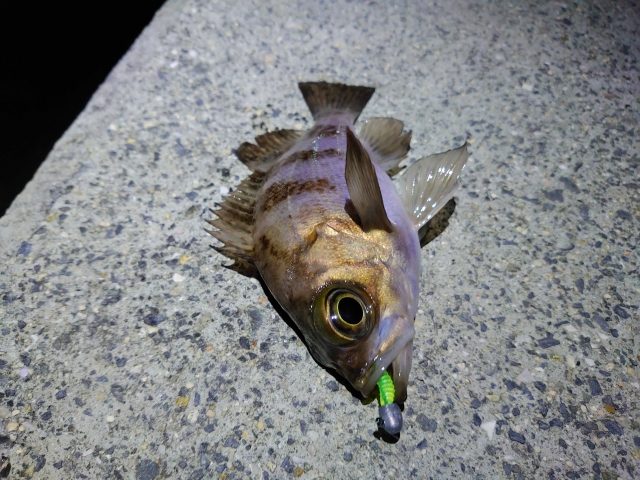 防波堤で釣れた良型のメバルとグリーンのワーム